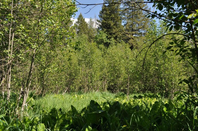346XX N Regal Ln, Deer Park, WA 99006 - photo 23