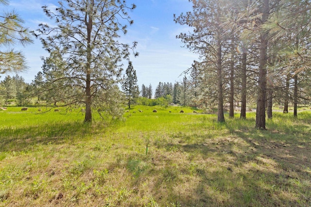 6601 Stony Way, Nine Mile Falls, WA 99026 - photo 14