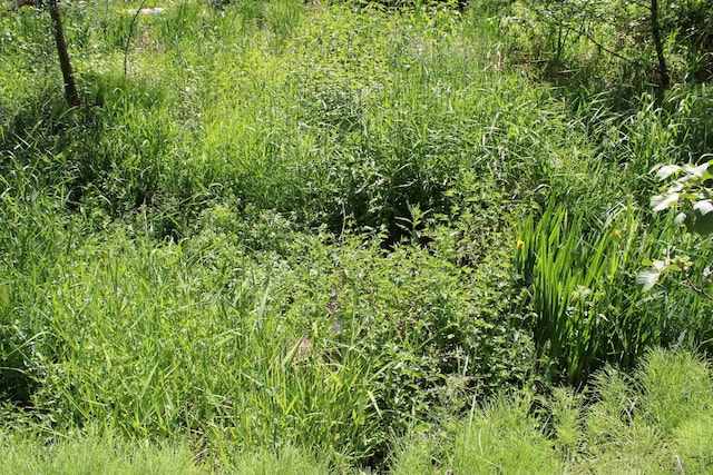 42604 Hatch Rd, Deer Park, WA 99006 - view of undeveloped land