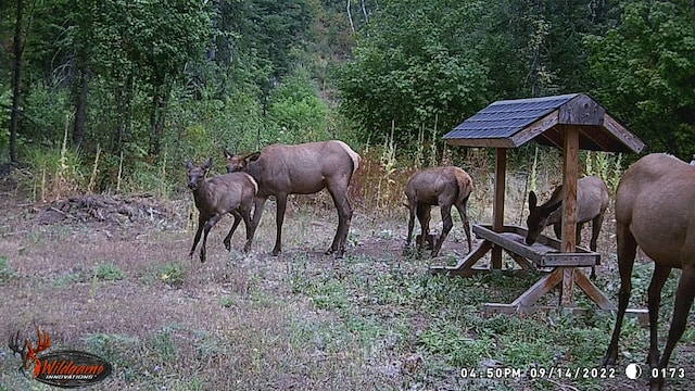 TBD Buck Creek Rd, Newport, WA 99156 - exterior view of a forest
