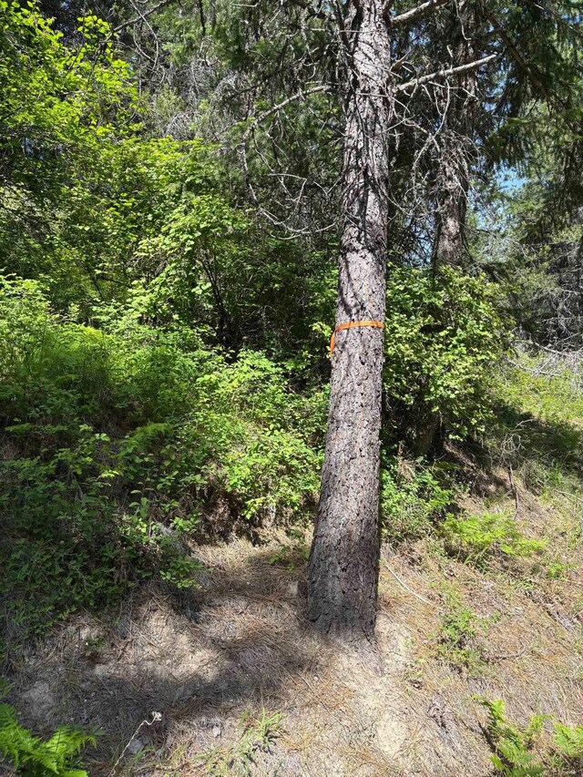 203XX E Wallis Rd, Mead, WA 99021 - photo 15
