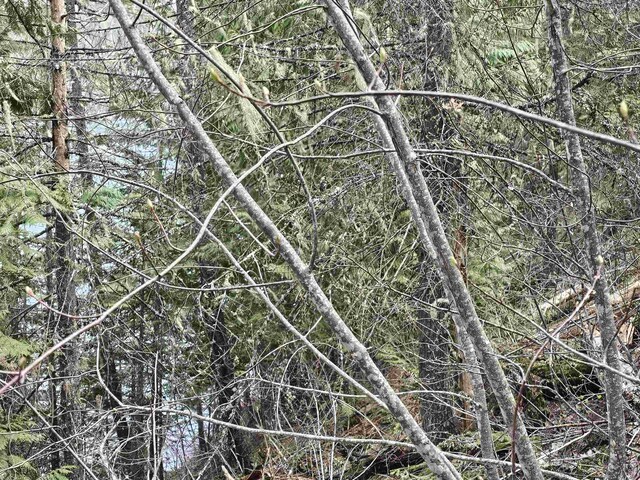 NKA Marshall Lake Rd, Newport, WA 99156 - photo 12