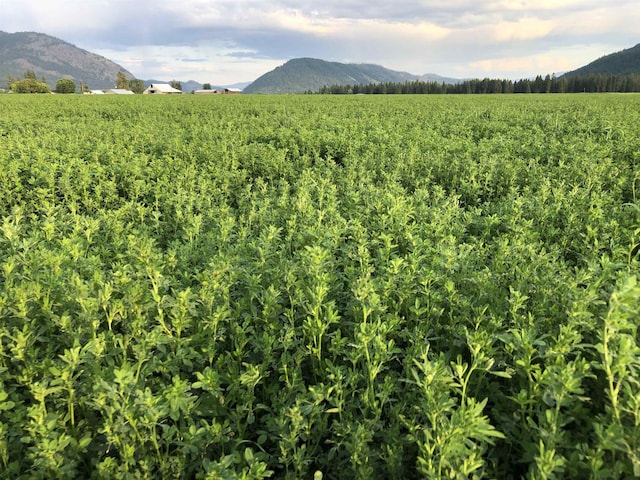 820 Echo Stub Rd, Colville, WA 99114 - mountain view with rural landscape and large plots for crops