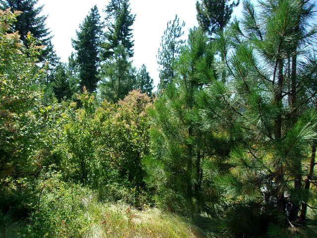 XX Hoag Rd, Valley, WA 99181 - photo 1