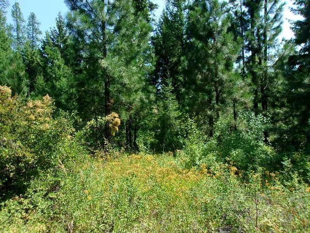 XX Hoag Rd, Valley, WA 99181 - photo 2