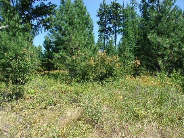 XX Hoag Rd, Valley, WA 99181 - photo 5