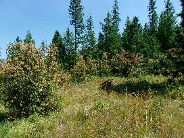XX Hoag Rd, Valley, WA 99181 - photo 6