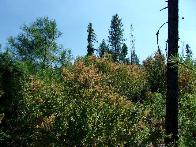 XX Hoag Rd, Valley, WA 99181 - photo 10