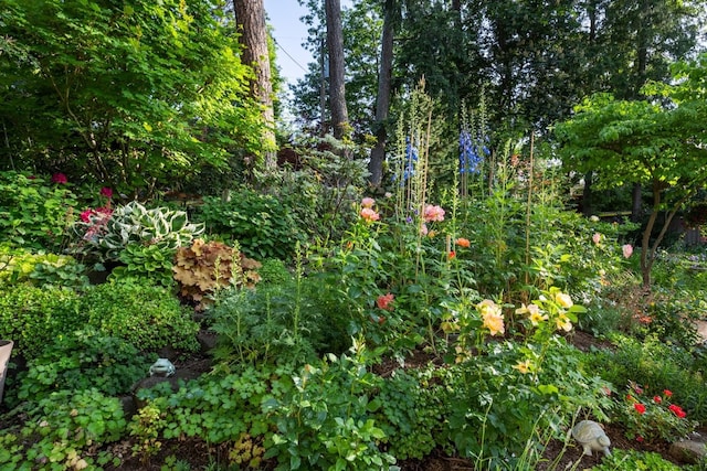 203 W 21st Ave, Spokane, WA 99203 - view of local wilderness