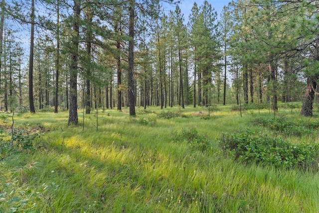 3 W Montgomery Rd, Deer Park, WA 99006 - view of wooded area