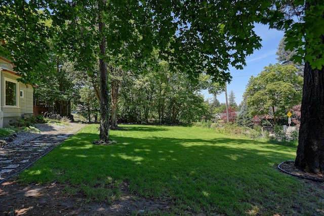 1428 E 18th Ave, Spokane, WA 99203 - view of green lawn