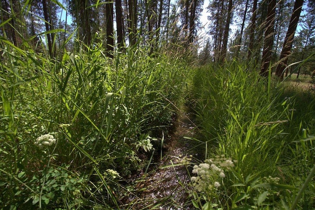 1425 N Chapin Rd, Evans, WA 99126 - view of local wilderness