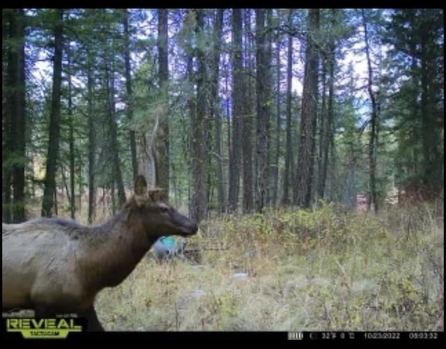 786X Arden Butte Rd, Colville, WA 99114 - photo 45