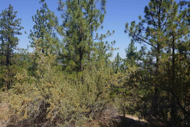 Lot24 Timber Bay Drive Lot 24A & B Timber Bay Rd, Davenport, WA 99122 - photo 13