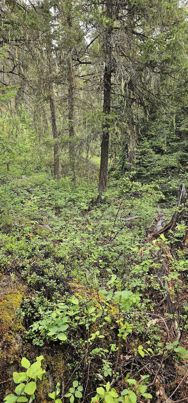 279X Deep Lake Boundary Rd, Colville, WA 99114 - photo 5