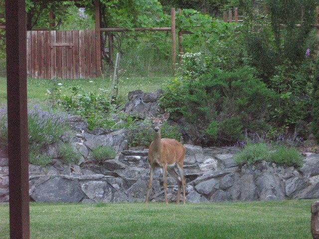 59 Bisbee Creek Ln, Kettle Falls, WA 99141 - photo 22