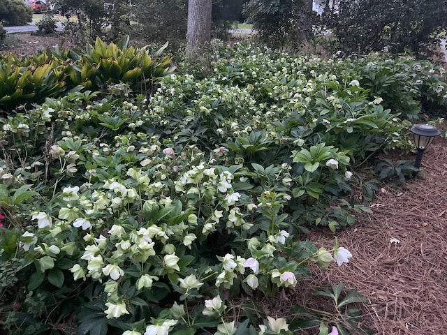 view of nature