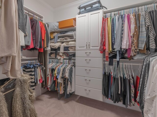 walk in closet with carpet floors