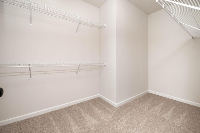 spacious closet with carpet