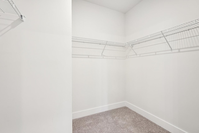 walk in closet with carpet flooring