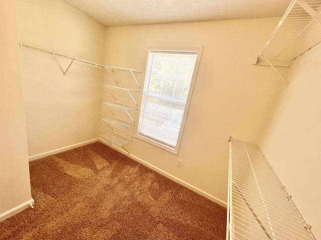 spacious closet featuring carpet