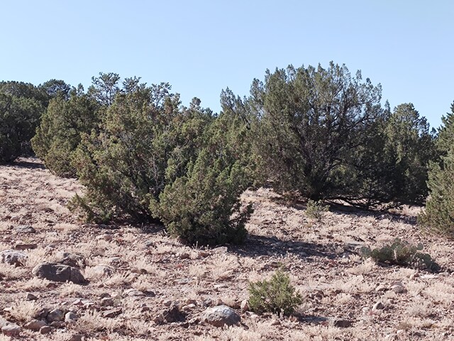 Folsom Pt, Placitas, NM 87043 - photo 22