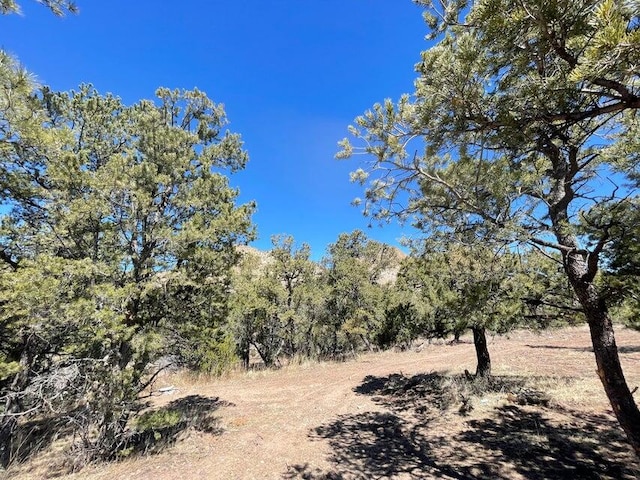 view of local wilderness