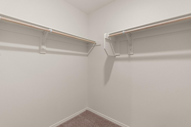 walk in closet with carpet flooring