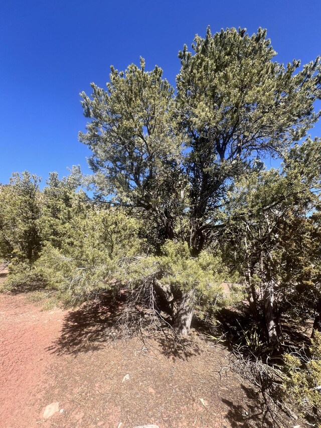 view of local wilderness