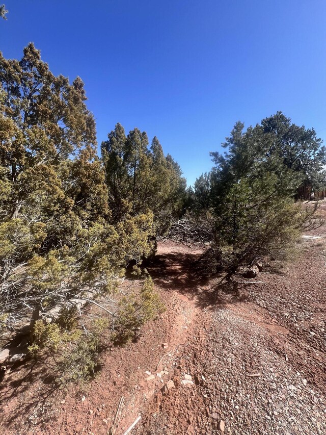 view of local wilderness