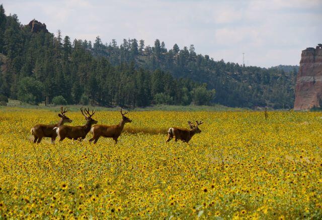 787 Timberlake Rd, Ramah, NM 87321 - mountain view featuring rural landscape and a forest