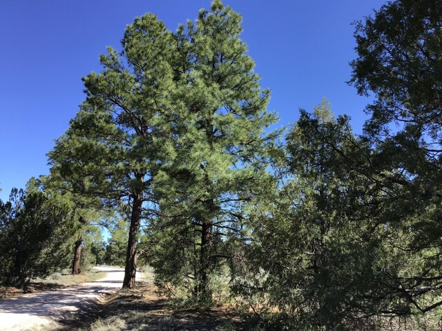 LOT23 Cottonwood Ln, Ramah, NM 87321