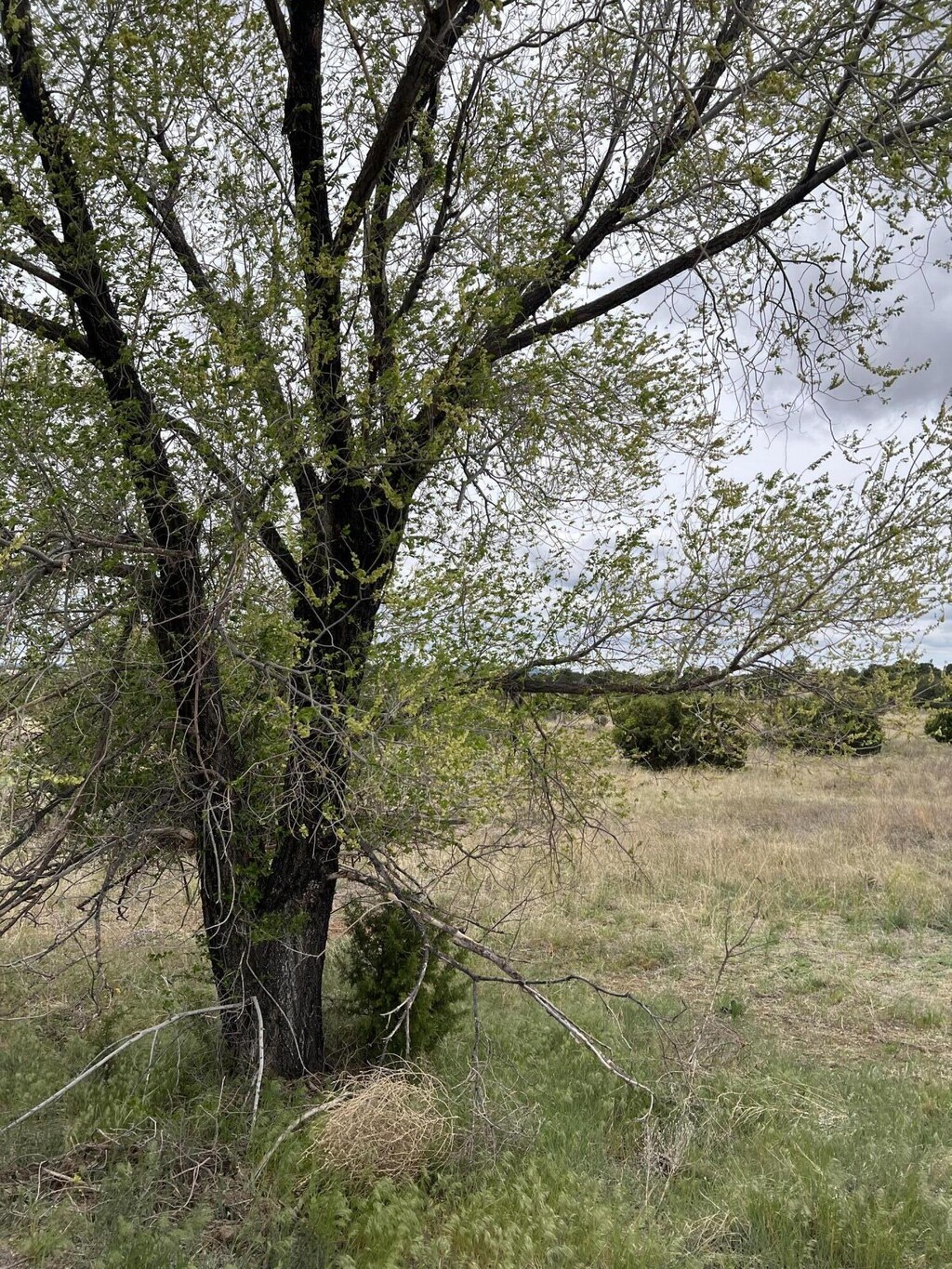 36 Entranosa Ln, Edgewood, NM 87015 - photo 3