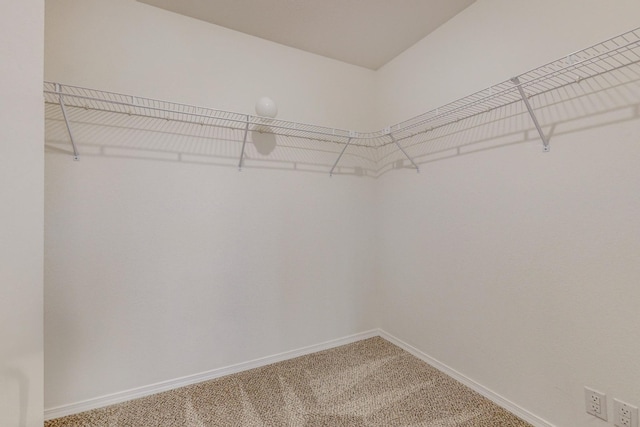 walk in closet featuring carpet floors