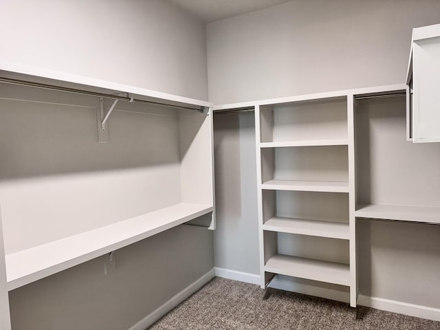 spacious closet featuring carpet flooring