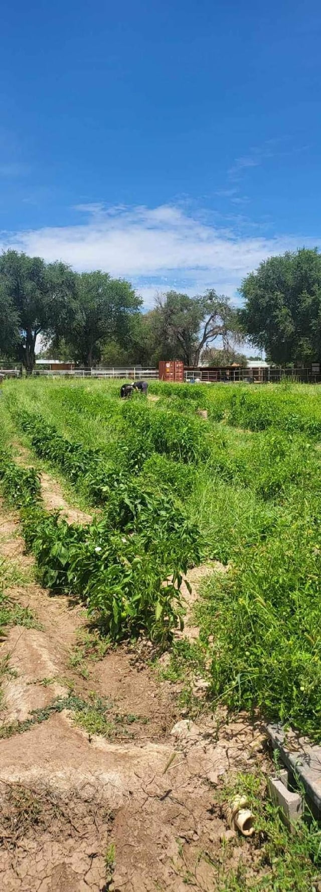 view of yard with a rural view