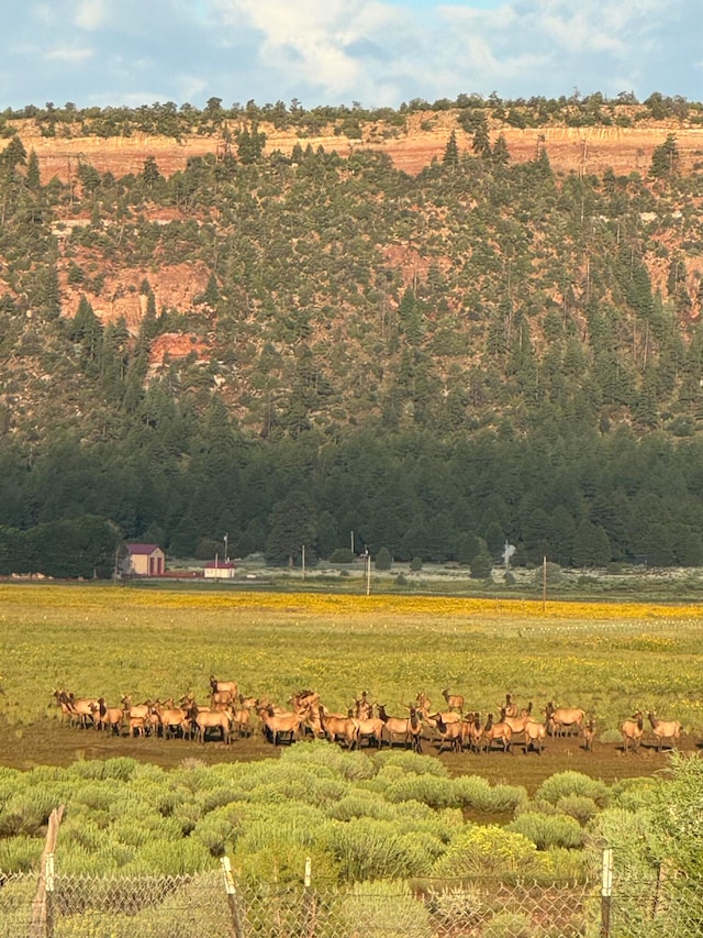 view of yard with a rural view