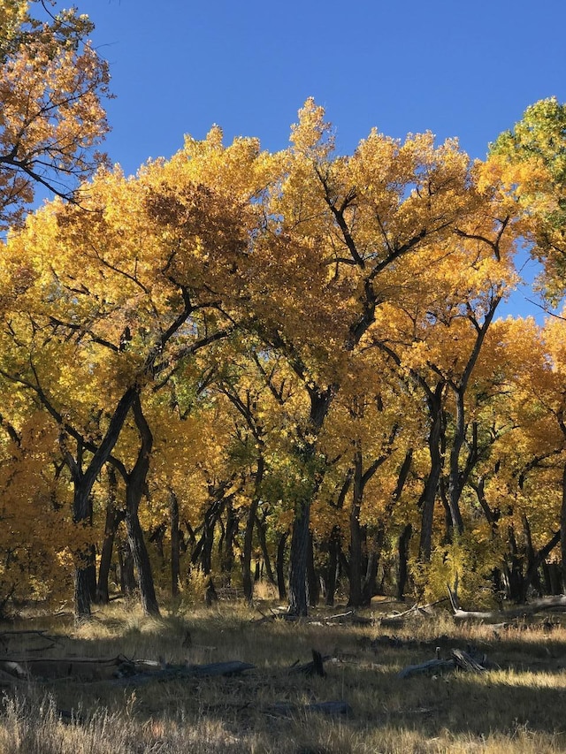 view of local wilderness