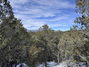 view of local wilderness