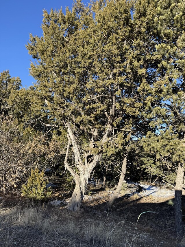 27 Punch Ct, Tijeras, NM 87059 - photo 4