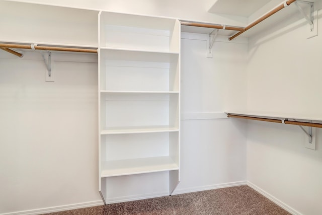 spacious closet featuring carpet floors