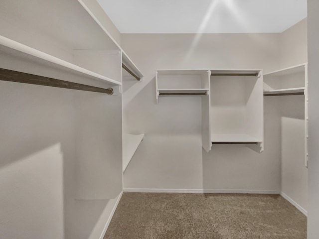 spacious closet featuring carpet