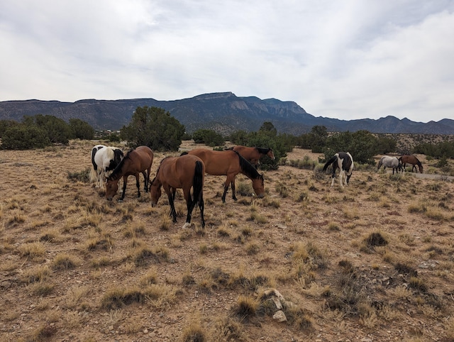 mountain view featuring a rural view