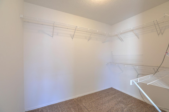 walk in closet featuring carpet floors