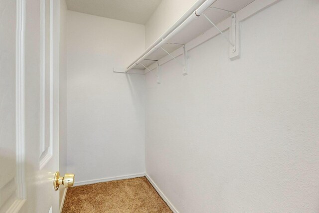 spacious closet featuring carpet