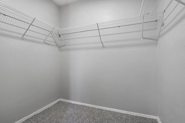 spacious closet featuring carpet