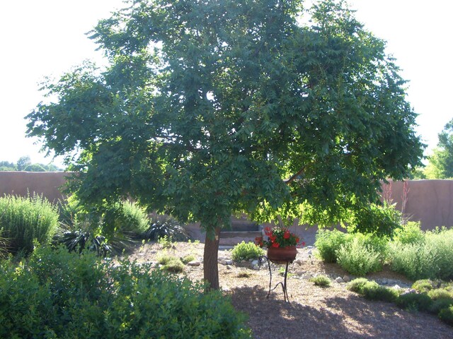 8008 Loma Larga Rd, Corrales, NM 87048 - view of yard