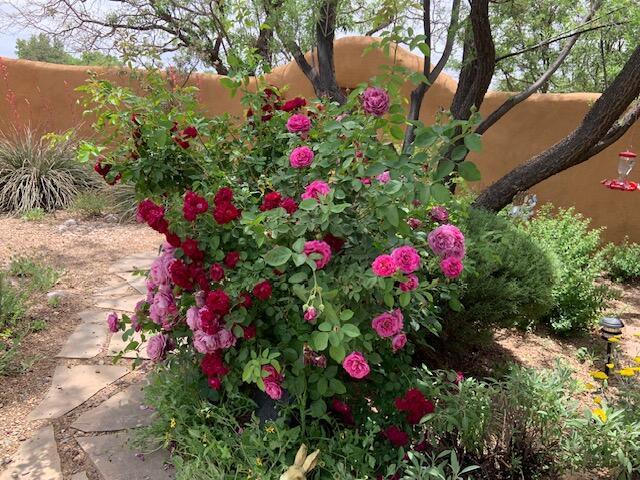 8008 Loma Larga Rd, Corrales, NM 87048 - view of yard