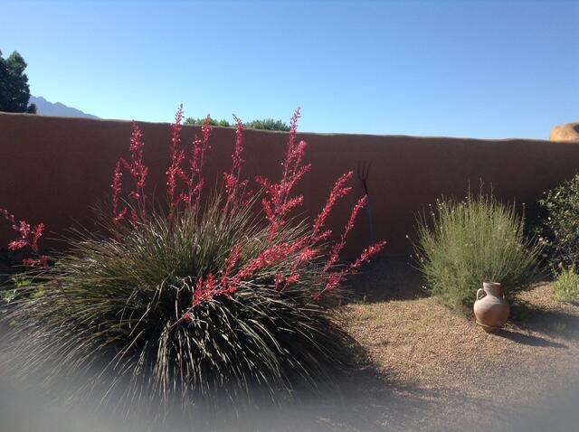 8008 Loma Larga Rd, Corrales, NM 87048 - view of yard
