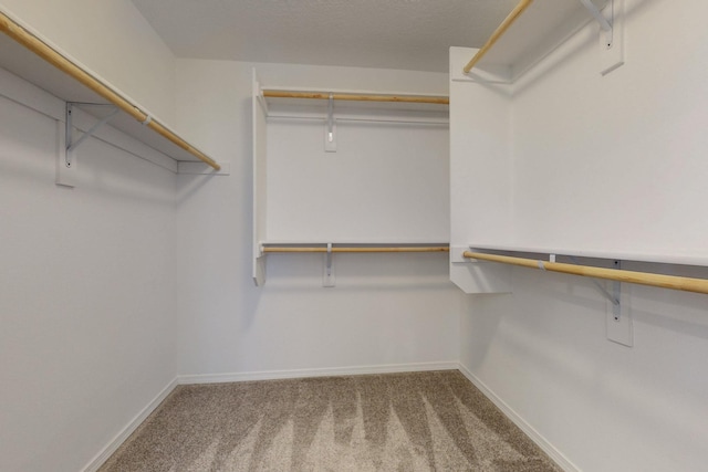 spacious closet featuring carpet floors